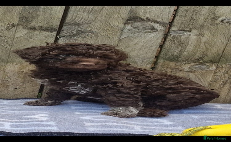 Lagotto Romagnolo dogs - Advert 1