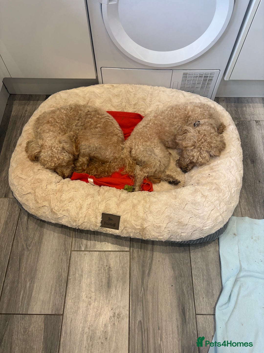 Schnoodle dogs for stud: Bruce  - Advert 3