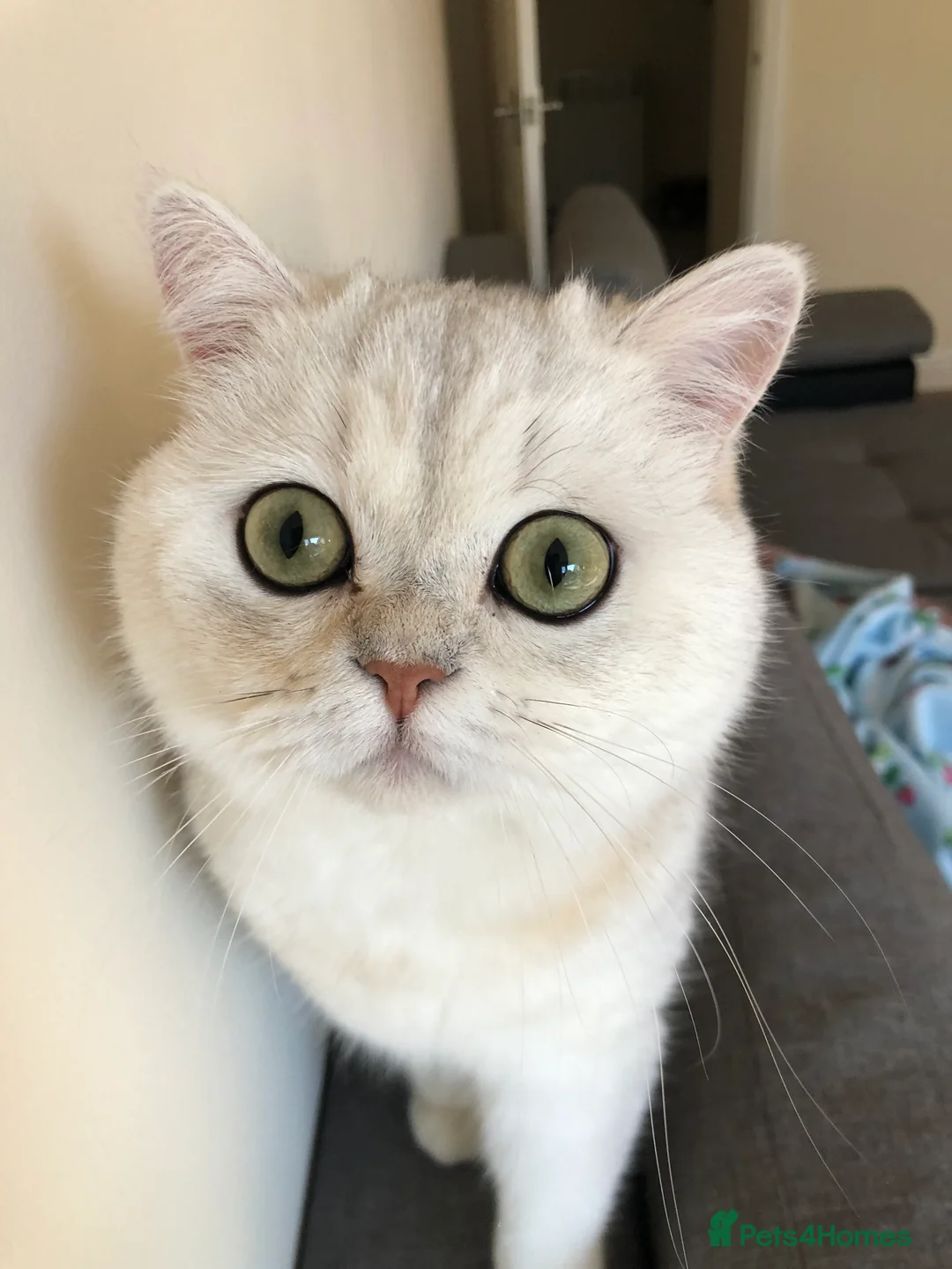 Exotic cats for sale: Very calm exotic  - Advert 2