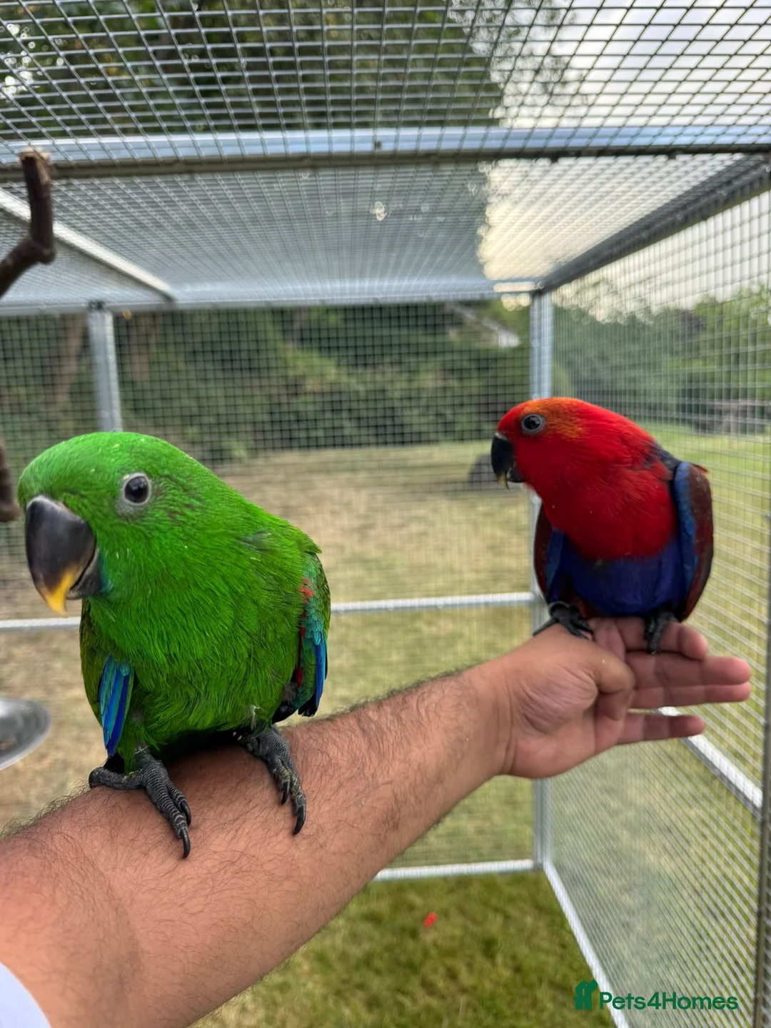 Parrots birds for sale: Hand reared Eclectus, Ready Now! - Advert 1