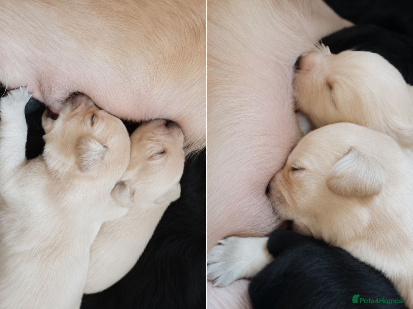Labrador Retriever dogs 🐶 KC, DNA Clear Labrador retriever pups ⭐ - Advert 2