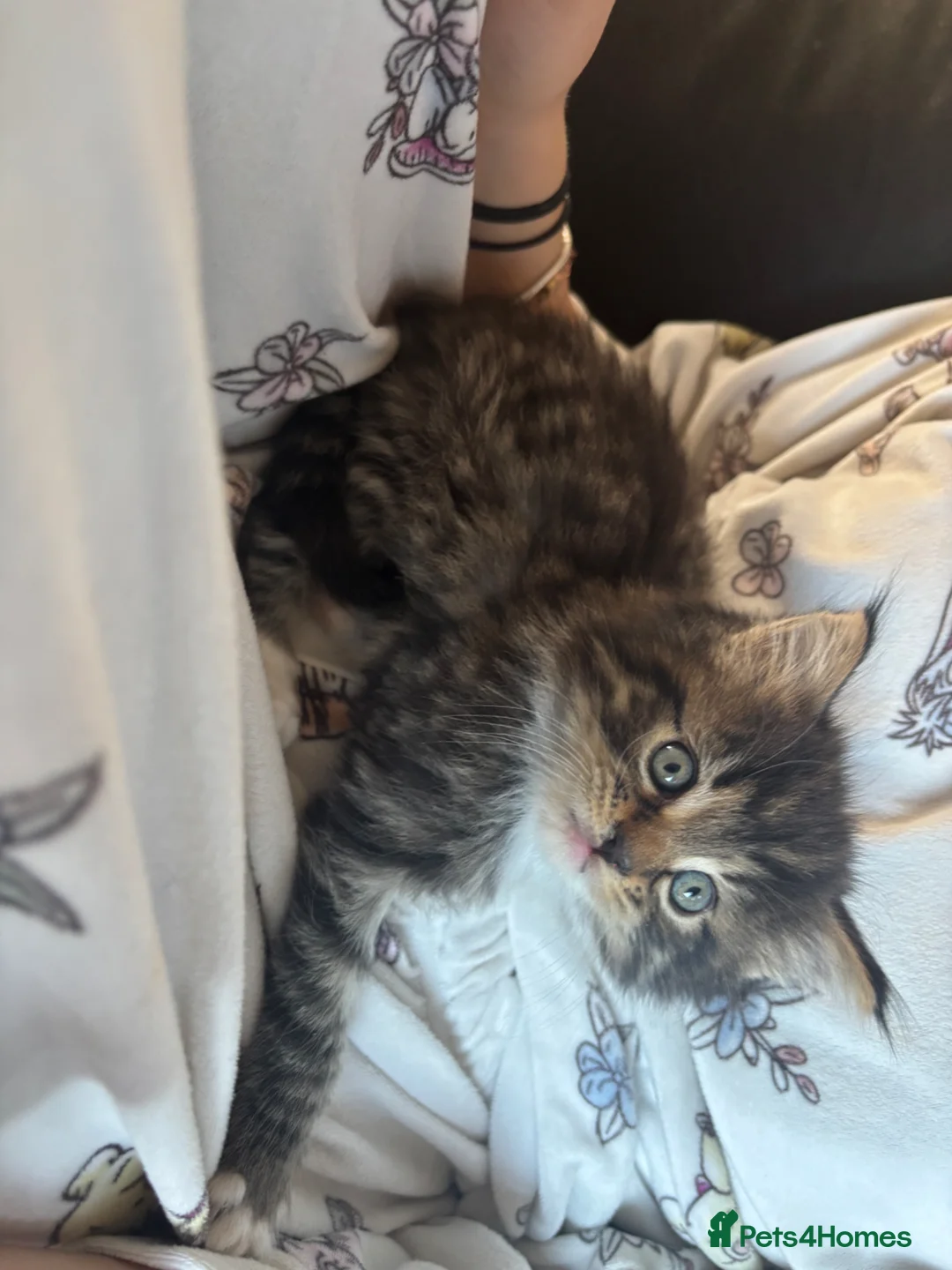 Mixed Breed cats for sale: Ready for their forever homes 17th  - Advert 1