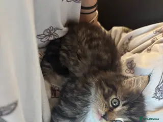 Mixed Breed cats Ready for their forever homes 17th - Advert 1