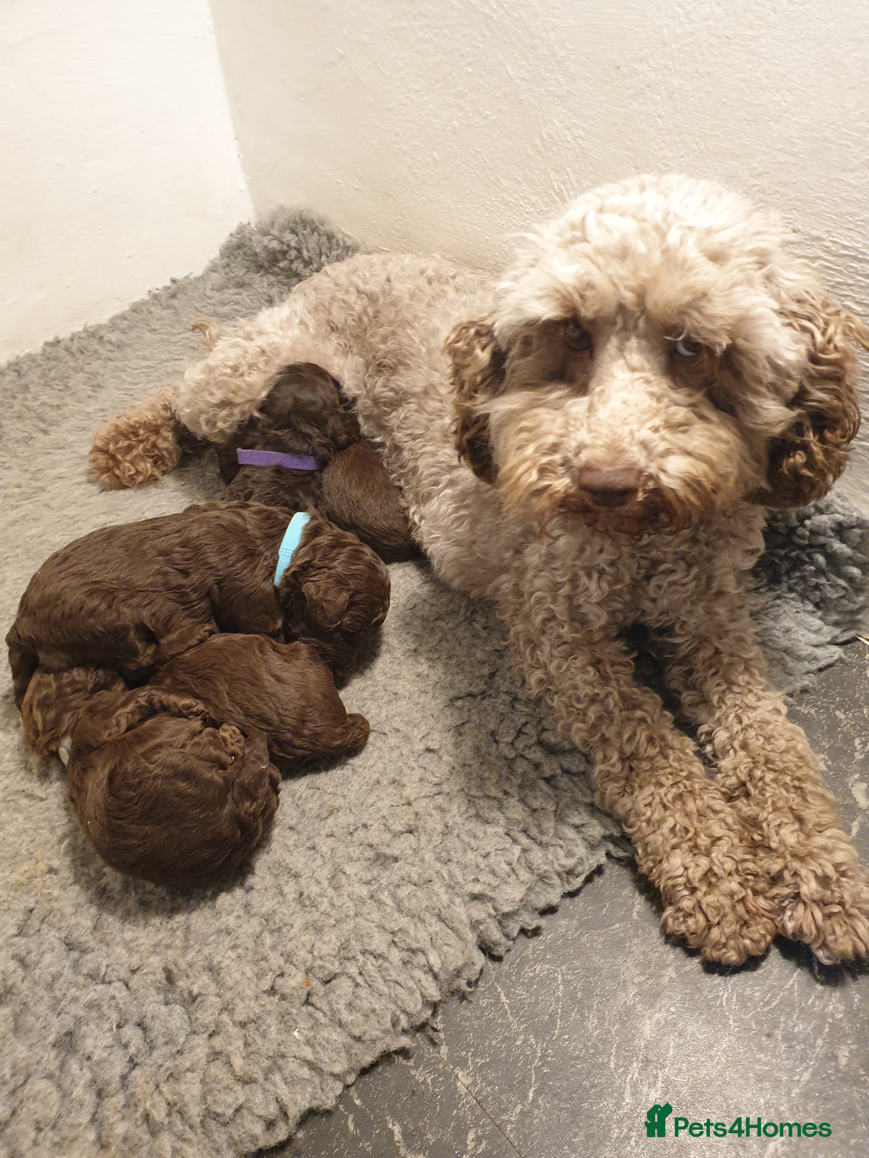 Cockapoo dogs F2b chocolate cockapoo puppies 😍  in Pontefract - Advert 1