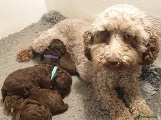 Cockapoo dogs F2b chocolate cockapoo puppies 😍 in Pontefract - Advert 1