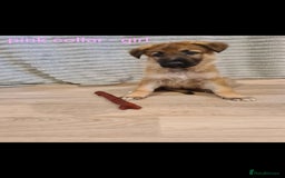 German Shepherd dogs for sale: 🐾Adorable 8-Week-Old German shepherd puppies🐾 - Image 27