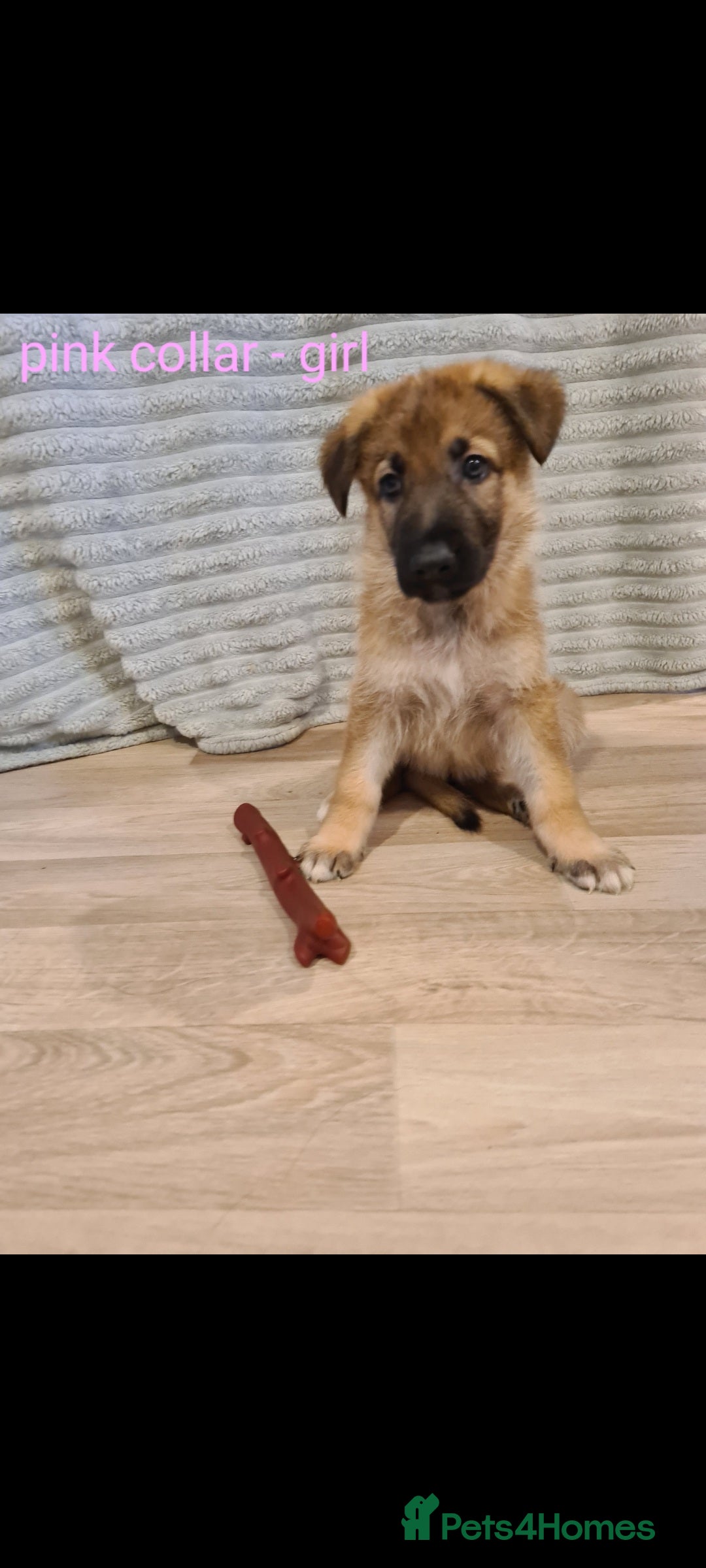 German Shepherd dogs for sale: 🐾Adorable 8-Week-Old German shepherd puppies🐾 - Image 27