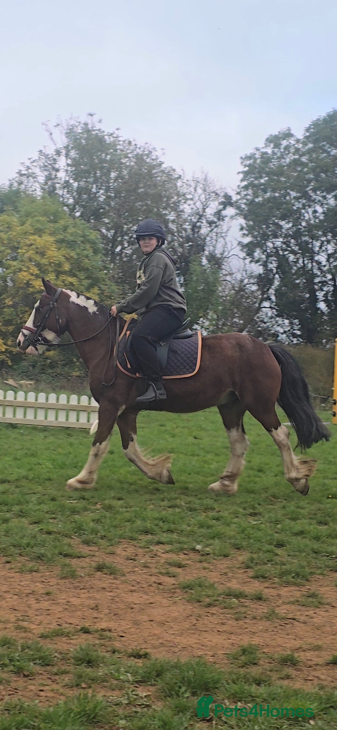 Shetland pony horses for sale: Super Buddy 13.3hh  - Image 1