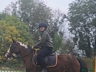 Shetland pony horses - Advert 5