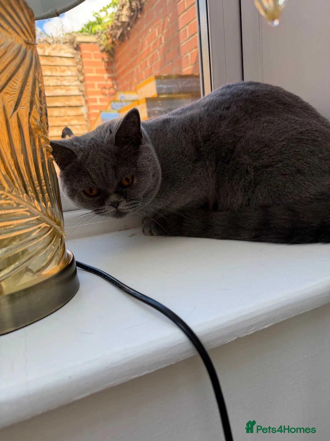 British Shorthair cats for sale: British shorthair girl - Advert 2