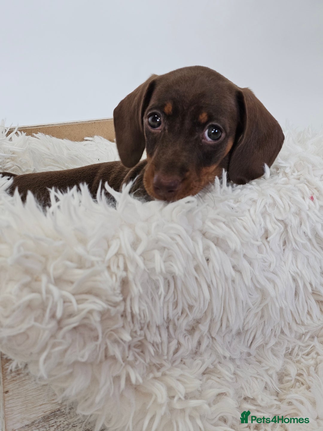 Dachshund dogs for sale: Tink and big momma  - Image 6
