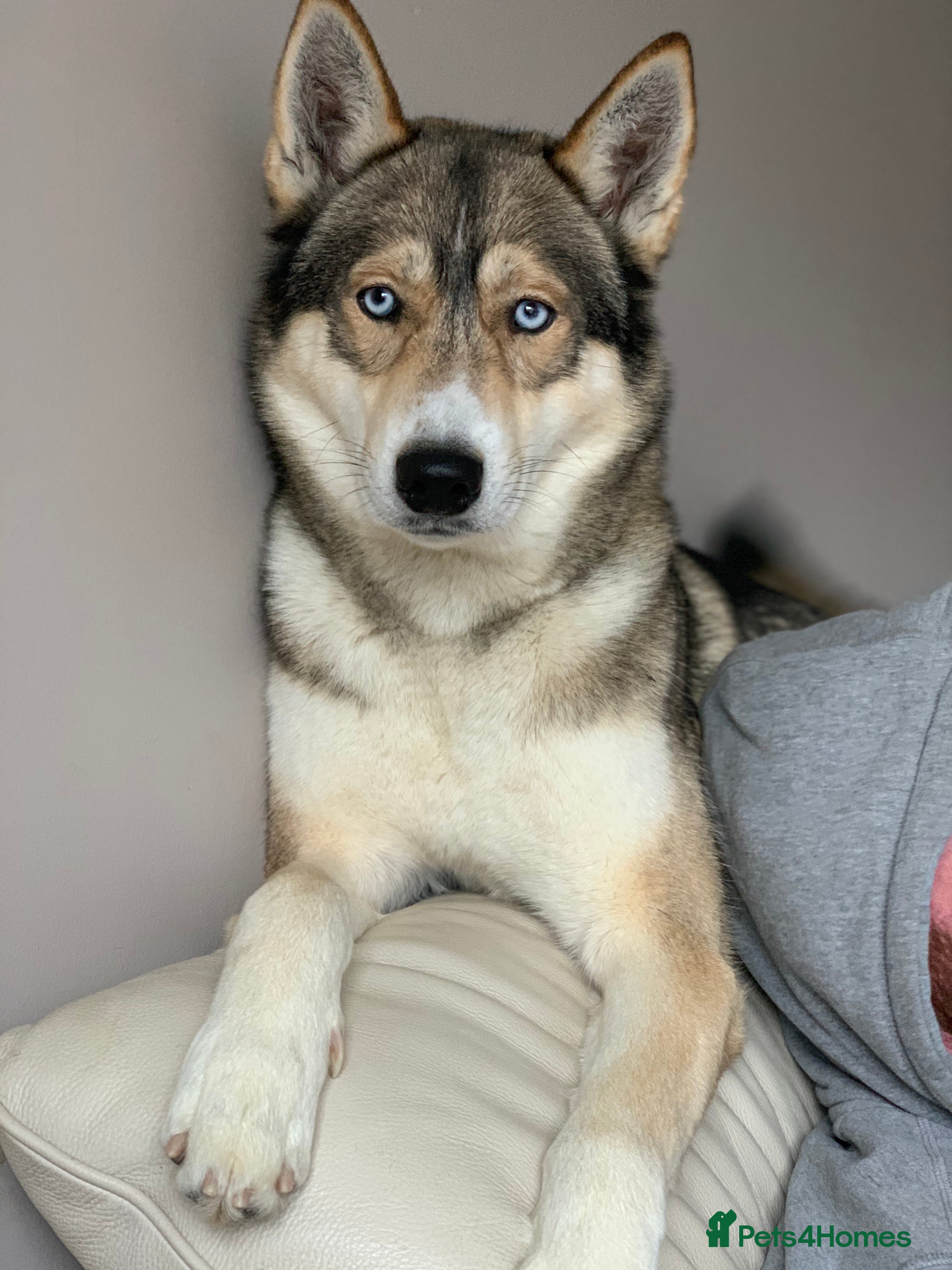 Siberian Husky dogs EXTREMELY RARE SABLE AGOUTI SIBERIAN HUSKY STUD - Advert 10