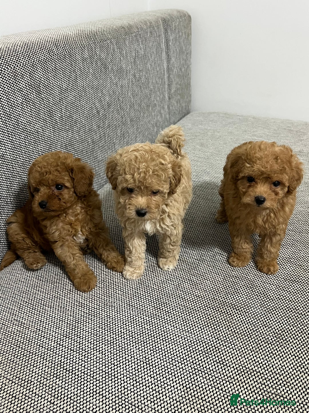 Maltipoo dogs for sale: ✨ Maltipoo F1B females – Ready 1st December ✨ - Advert 8