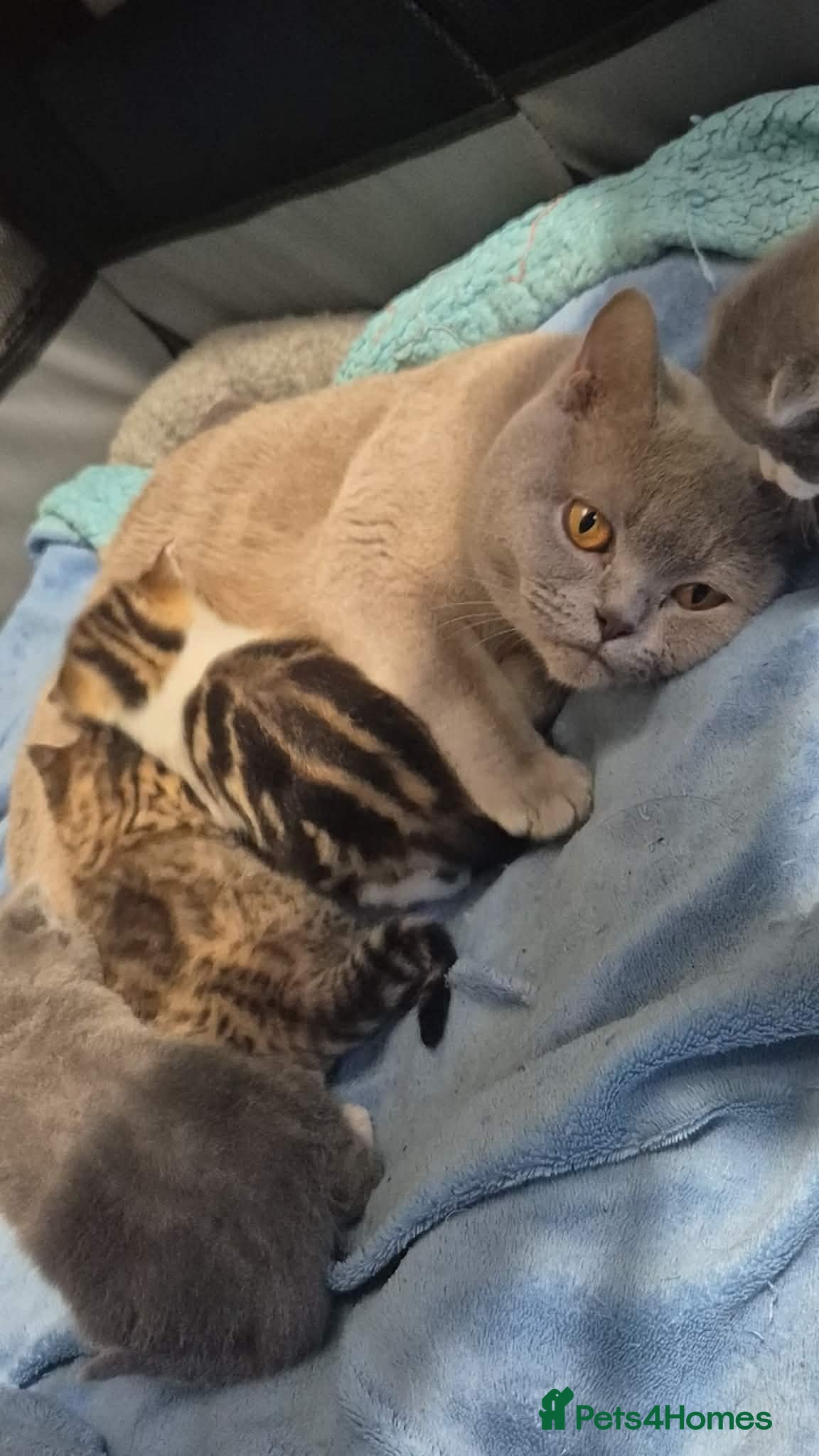 British Shorthair cats British short hair  - Advert 1