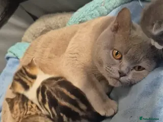 British Shorthair cats British short hair - Advert 1