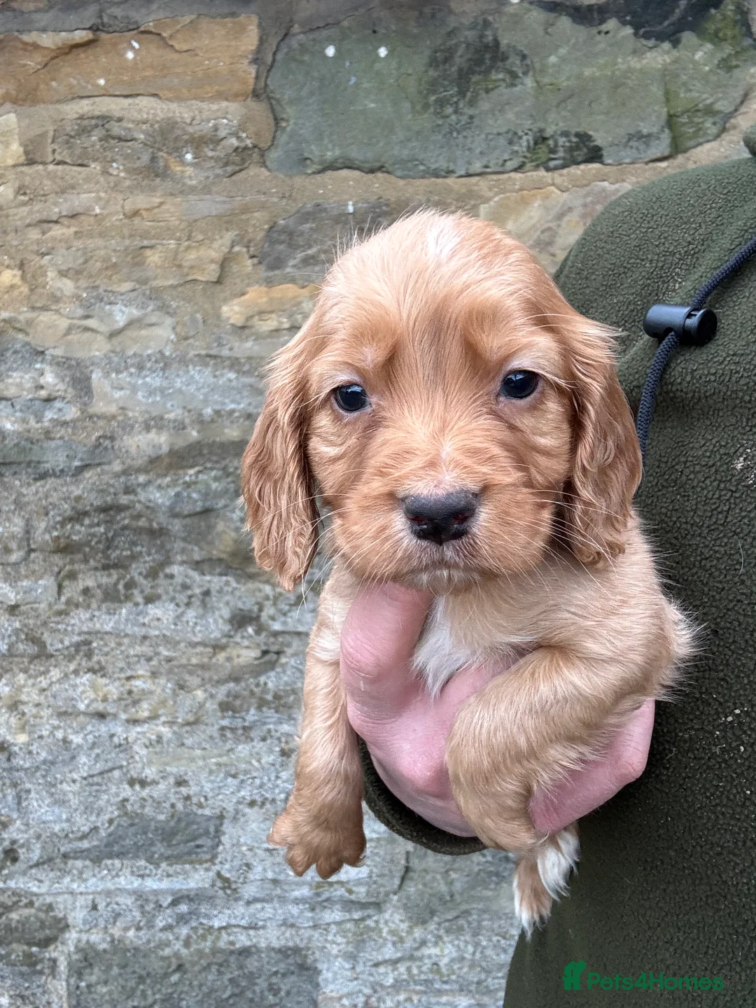 Cocker Spaniel dogs for sale: KC Working Cocker Spaniels  - Advert 4