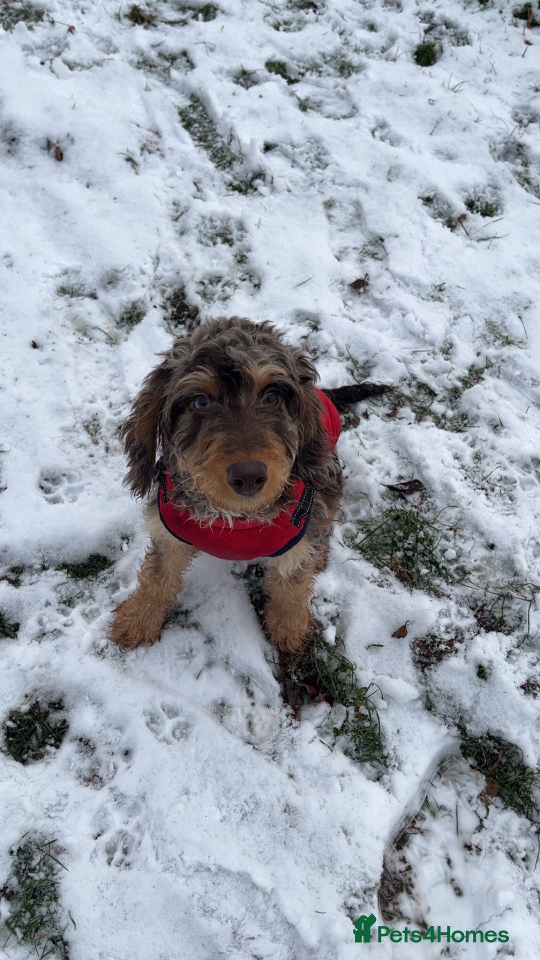 Cockapoo dogs for sale: Tri colour Cockapoo - Advert 1