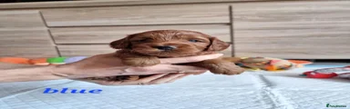 Cockapoo 3