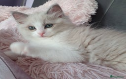 Ragdoll cats for sale: Reduced RARE Brown/mink Green-eyed Ragdoll kittens - Image 23