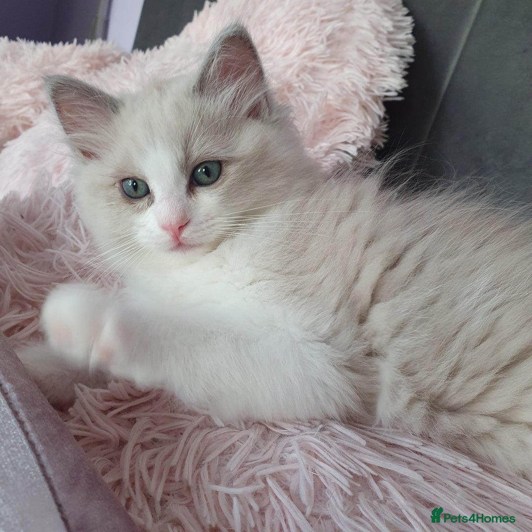 Ragdoll cats for sale: Reduced RARE Brown/mink Green-eyed Ragdoll kittens - Image 23