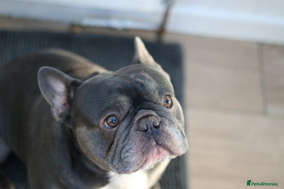 French Bulldog dogs for sale: French Bulldog Puppies Looking for Loving Homes - Advert 9