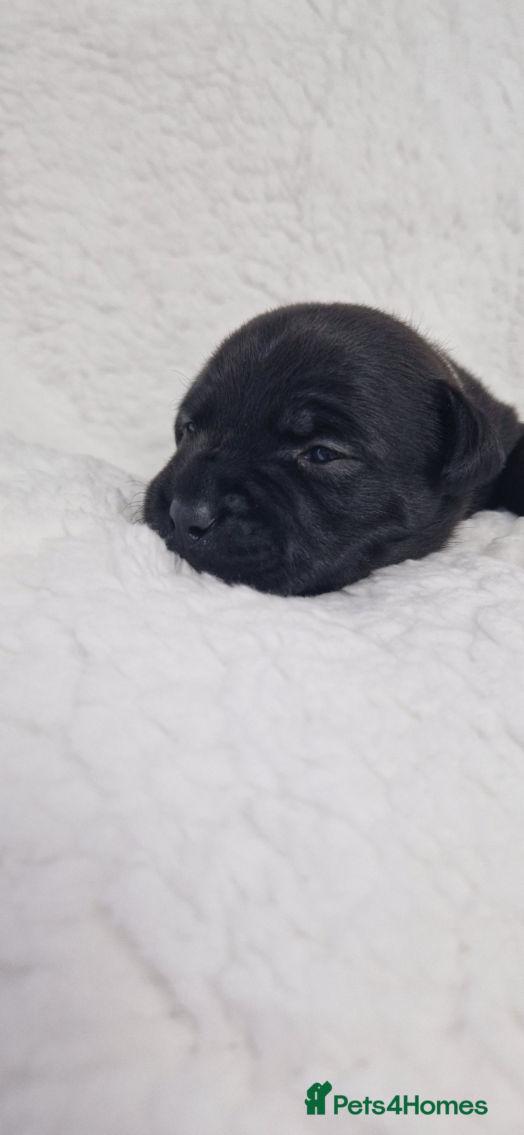 Staffordshire Bull Terrier dogs for sale: 4 Kc Reg Staffordshire Bull Terrier Females 🩷 - Advert 28