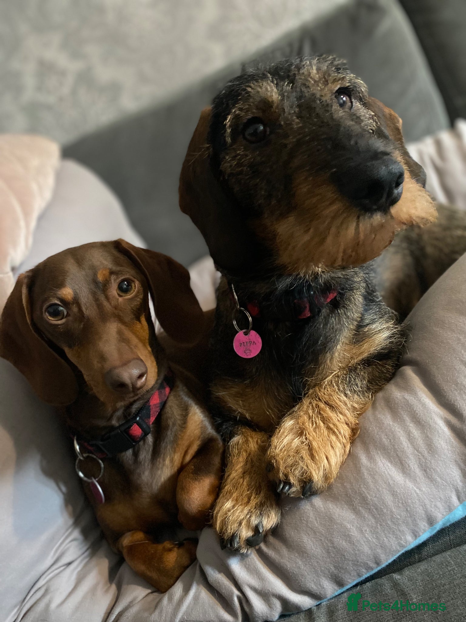 Dachshund dogs Pair of female dachshunds  - Advert 4