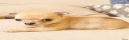 Chihuahua dogs for sale: Chihuahuas *Stunning Litter* Rare and Tiny - Advert 13