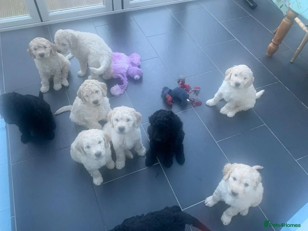 Labradoodle dogs for stud: Labradoodle Stud - Proven in Worthing - Advert 15