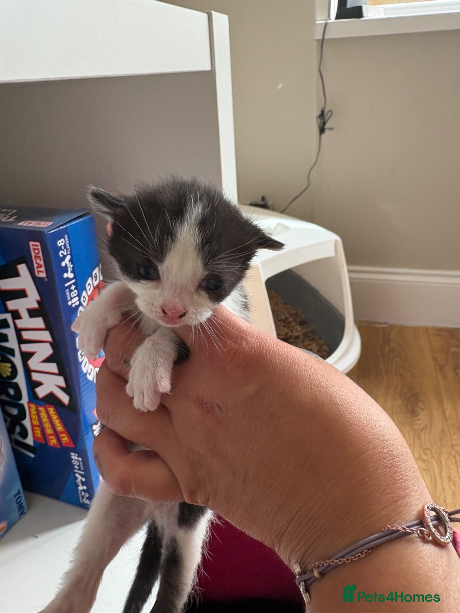 Mixed Breed cats Beautiful kittens  - Advert 21