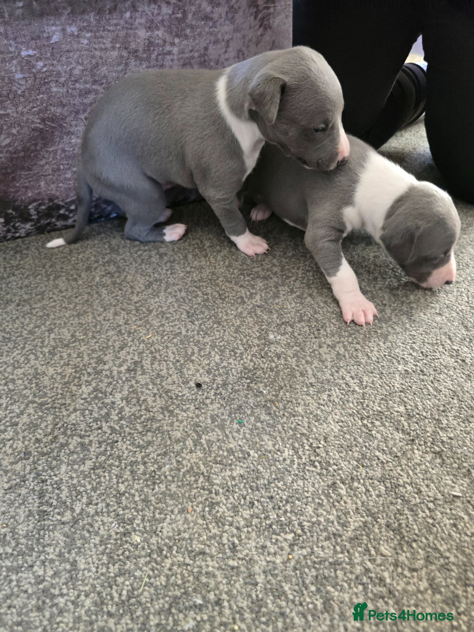 Whippet dogs Kc registered whippets.....1 girl and 2 boys left  - Advert 2