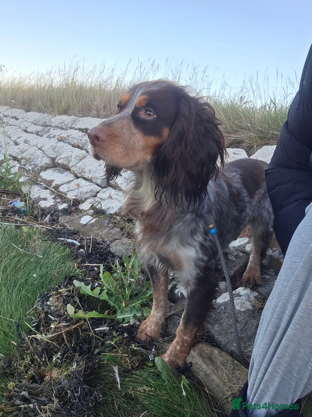 Cocker Spaniel dogs for stud: Cocker spaniel for stud. - Advert 3