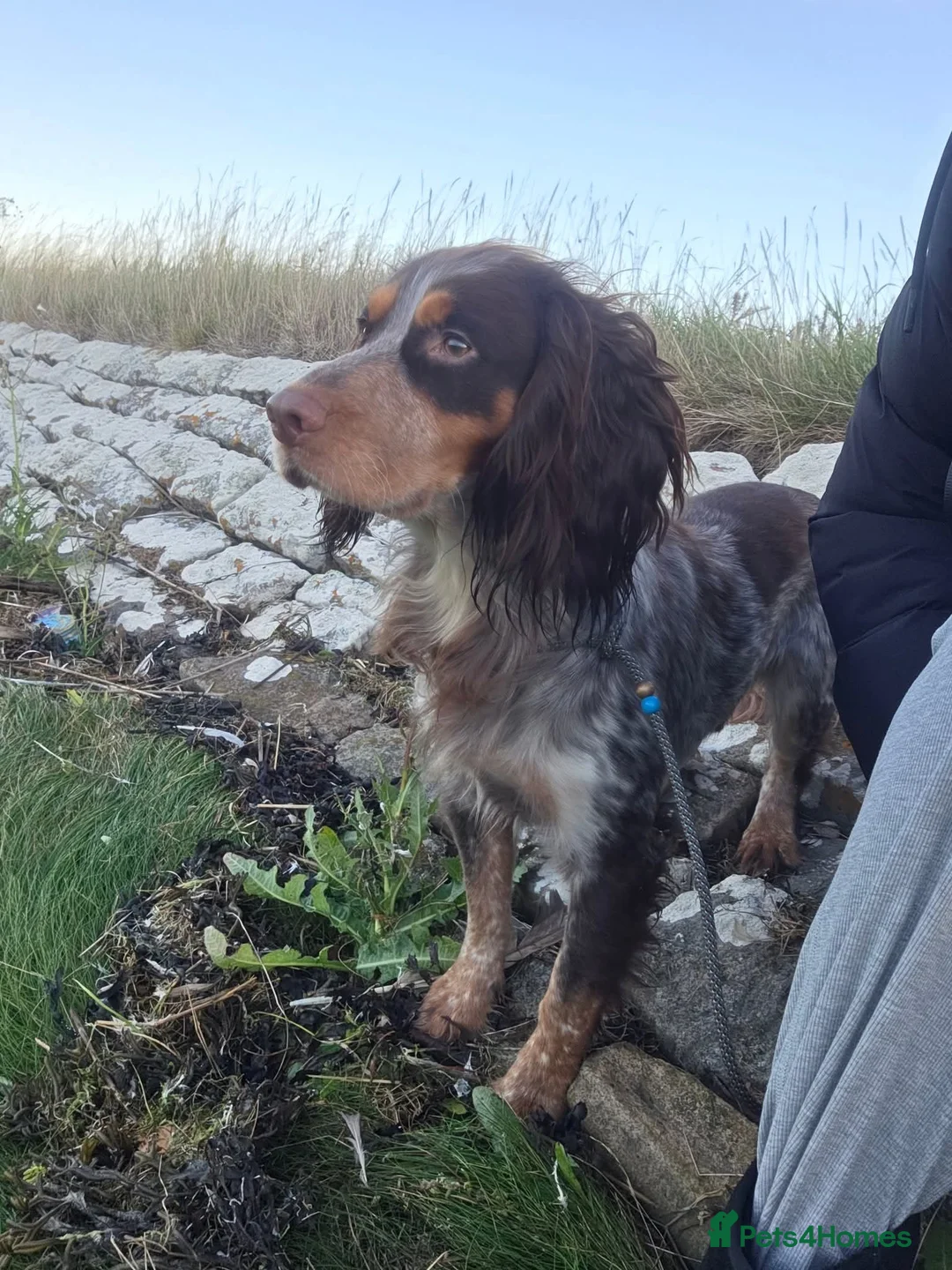 Cocker Spaniel dogs for stud: Cocker spaniel for stud. - Advert 3