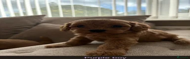 Cavapoo 3