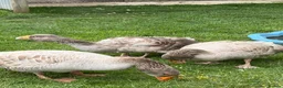 Geese poultry for sale: Russian Tula geese (trio) in Devizes - Advert 3