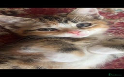 Scottish Fold cats for sale: Scottish fold/straight kittens  - Image 11
