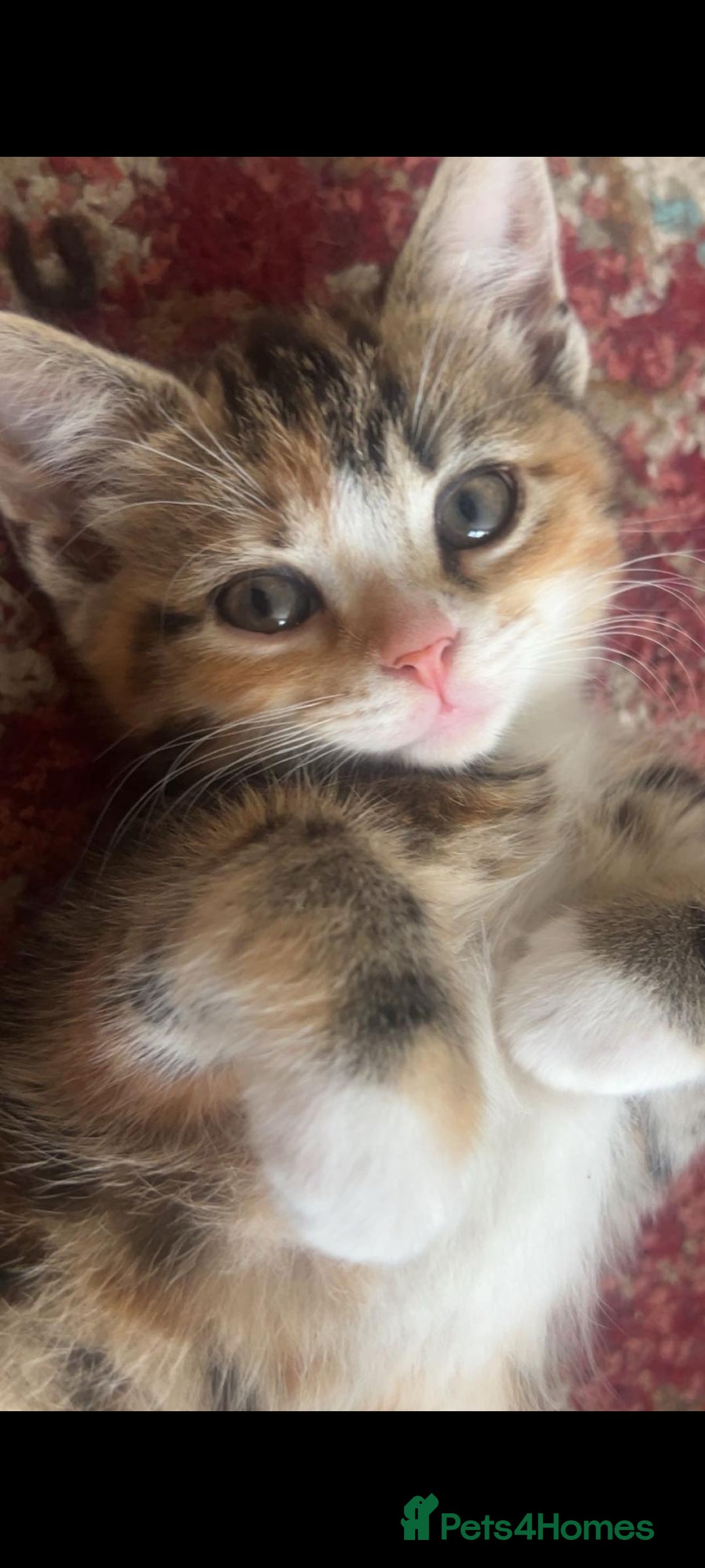 Scottish Fold cats for sale: Scottish fold/straight kittens  - Image 11