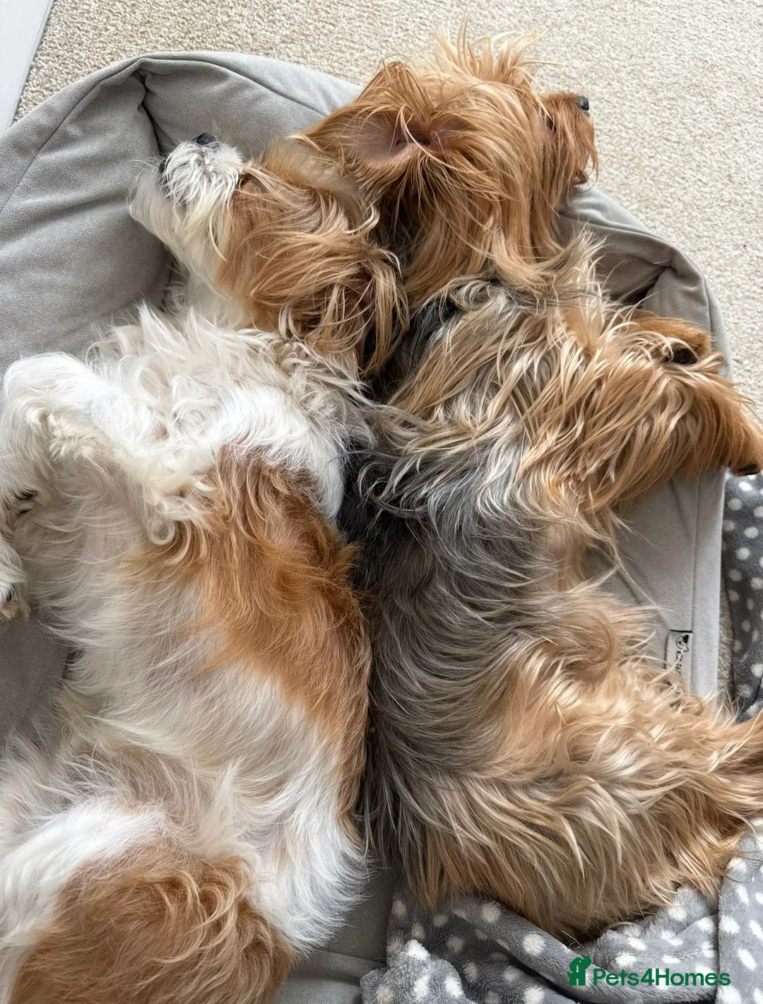 Shorkie dogs for sale: Girl and boy shorkie for sale - Advert 3