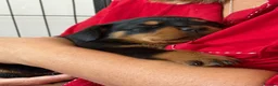 Rottweiler dogs for sale: Pure Breed Rottweiler  - Advert 28