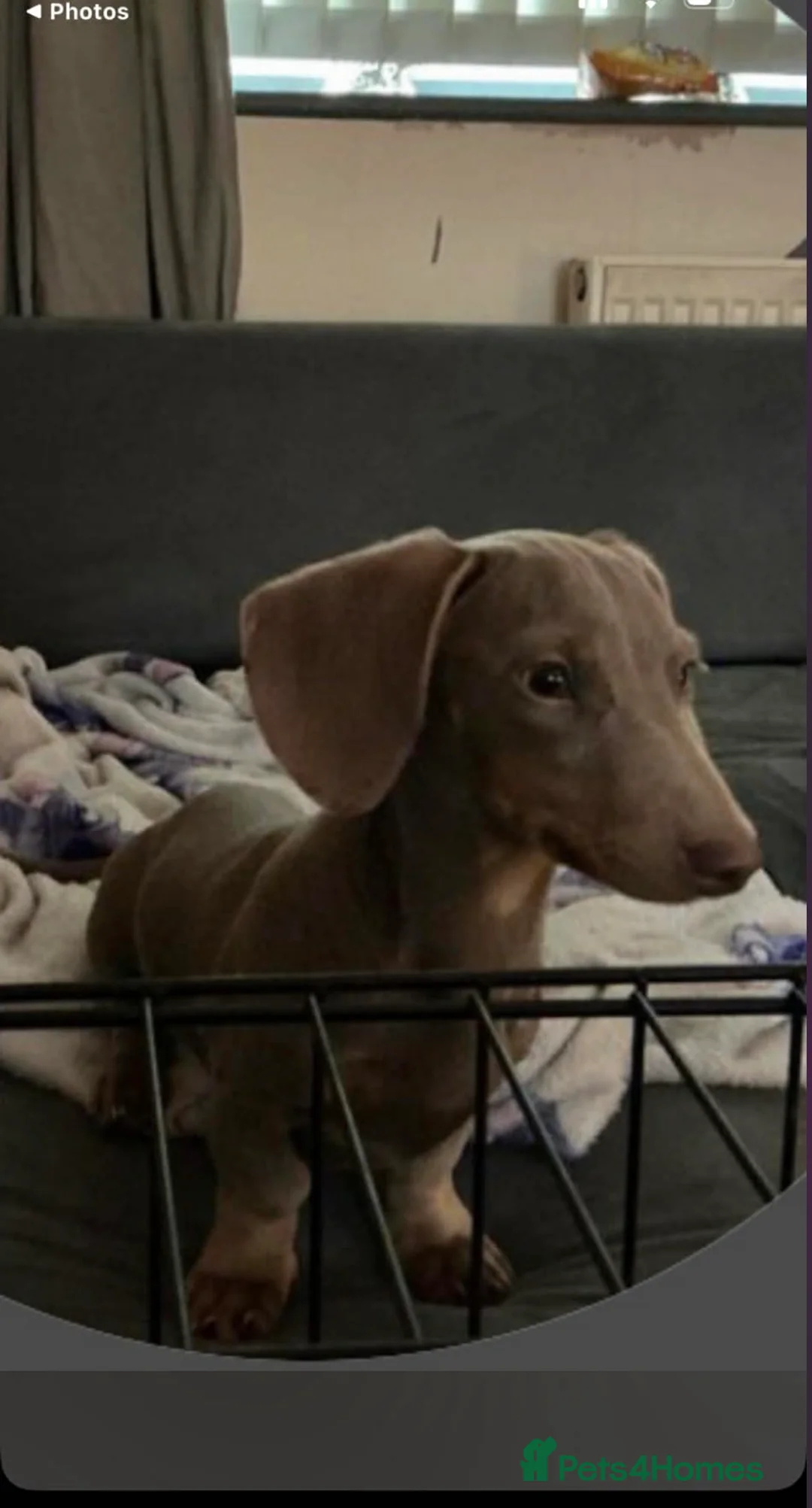 Miniature Dachshund dogs for sale: Miniature dachshund male - Advert 1