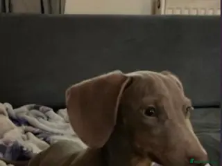 Miniature Dachshund dogs Miniature dachshund male - Advert 3