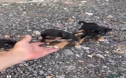 Jack Russell dogs for sale: Stunning litter of Traditional JackRussell pups  - Image 4