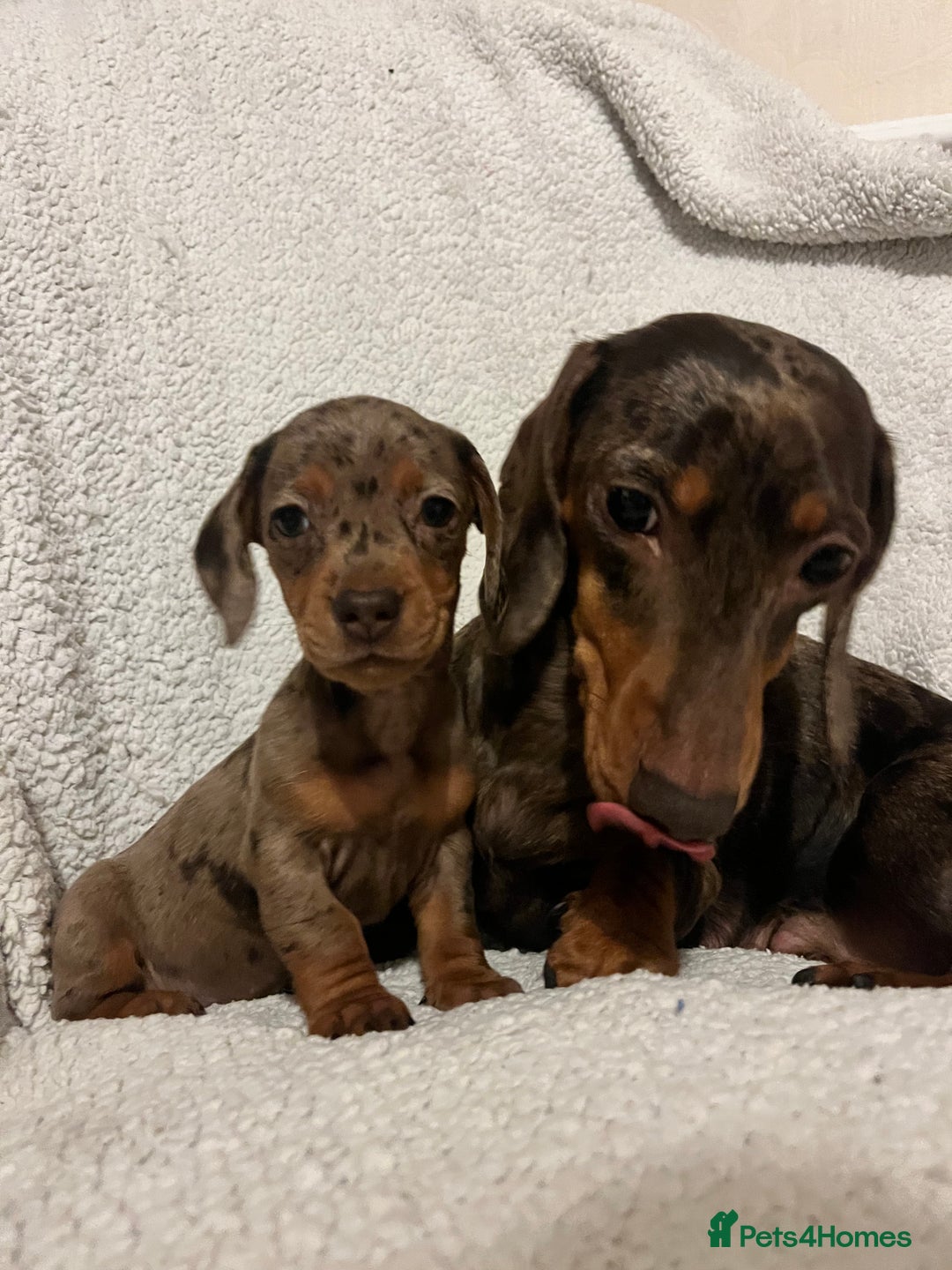 Miniature Dachshund dogs for sale: Beautiful Miniature dachshunds🐶🤎 - Advert 22