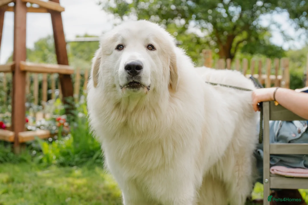 Golden Retriever dogs for sale: Golden Retriever Puppies  - Advert 1