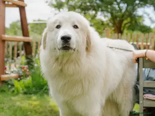 Golden Retriever dogs Golden Pyrenees Puppies - Advert 17
