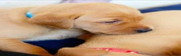 Labrador Retriever dogs for sale: Stunning chunky fox red & black labrador pups - Advert 6