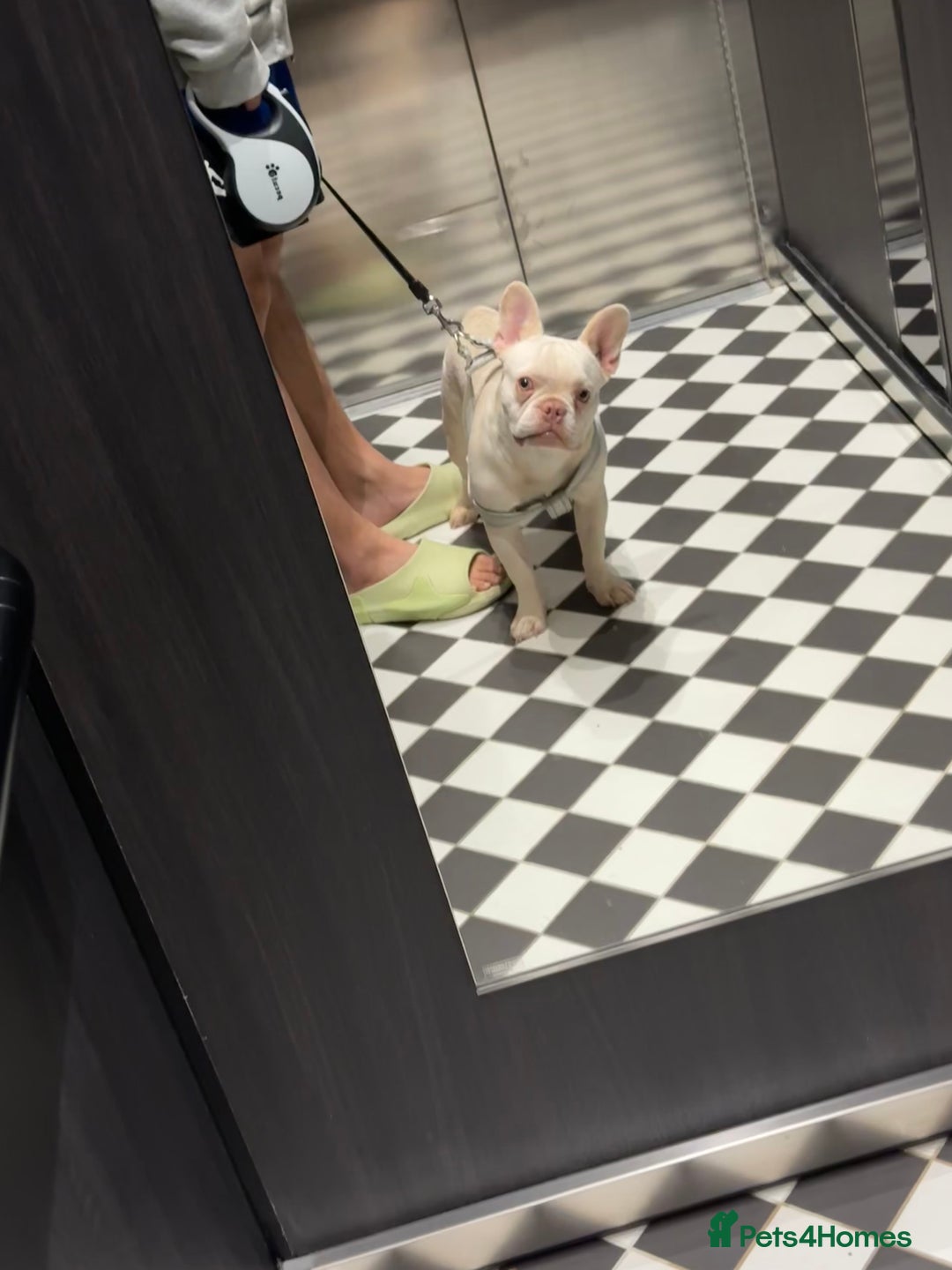 French Bulldog dogs for sale: Cute bulldog - Image 5