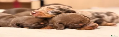 Miniature Dachshund Puppy 3