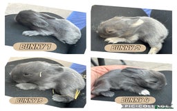 Lionhead rabbits for sale: Lionhead rabbits  - Image 1