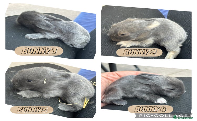 Lionhead rabbits - Advert 11